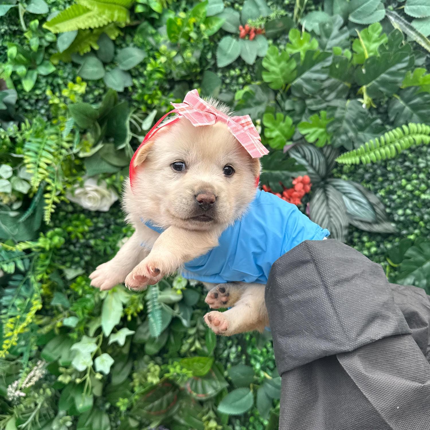 보호중 믹스견의 가…